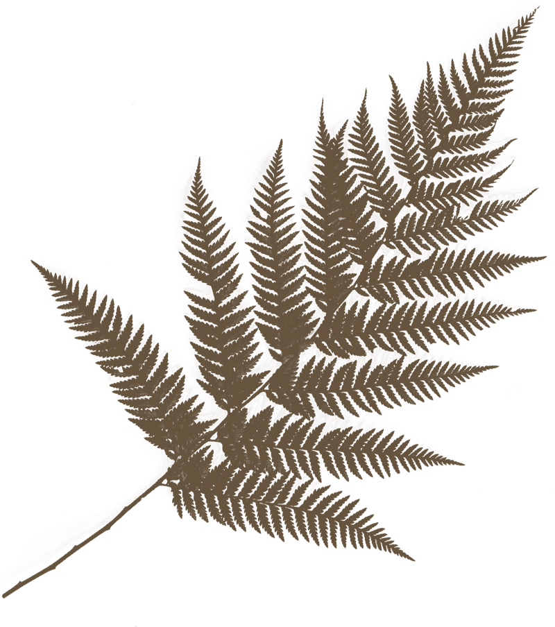 Nakeas Nutrition – Nutritional Mindset Coaching